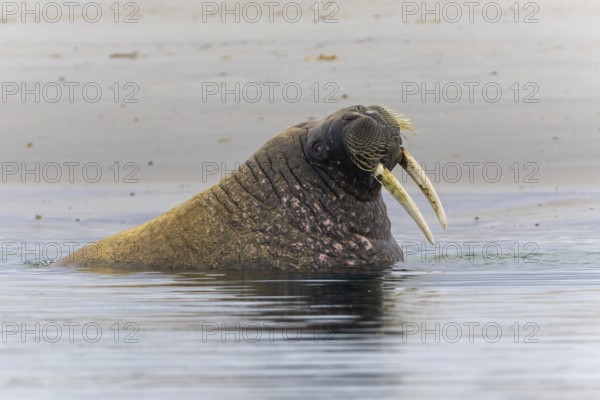 Walrus (Rosmarus arcticus) in water, Mammals (Mammalia), Gravnesodden, Spitsbergen, Svalbard