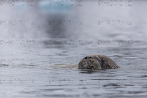 Walrus (Rosmarus arcticus) swimming in the water, Mammals (Mammalia), Gravnesodden, Spitsbergen, Svalbard