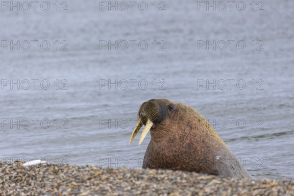 Walrus (Rosmarus arcticus) in water, Mammals (Mammalia), Eolusneset, Spitsbergen, Svalbard
