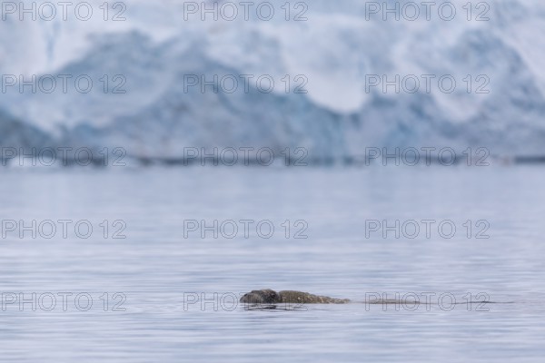 Walrus (Rosmarus arcticus) swimming in the water in front of a glacier tongue, Mammals (Mammalia), Gravnesodden, Spitsbergen, Svalbard