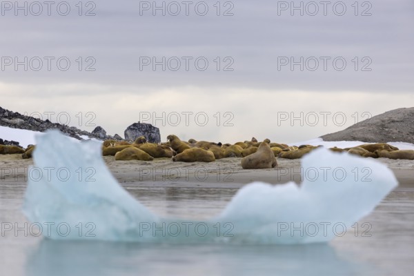 Group of walruses (Rosmarus arcticus) lying on the beach, drift ice, Mammals (Mammalia), Gravnesodden, Spitsbergen, Svalbard