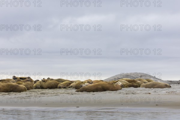 Group of walruses (Rosmarus arcticus) lying on the beach, Mammals (Mammalia), Gravnesodden, Spitsbergen, Svalbard