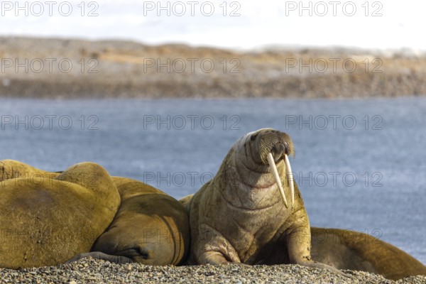 Group of walruses (Rosmarus arcticus) on the beach, snow, Mammals (Mammalia), Eolusneset, Spitsbergen, Svalbard