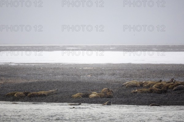 Group of walrus (Rosmarus arcticus) in the snow on the beach, Mammals (Mammalia), Moffen Island, Spitsbergen, Svalbard