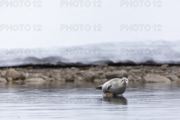 Harbour seal (Phoca vitulina) lying on a stone in the water, Mammals (Mammalia), Smeerenburgbreen, Spitsbergen, Svalbard
