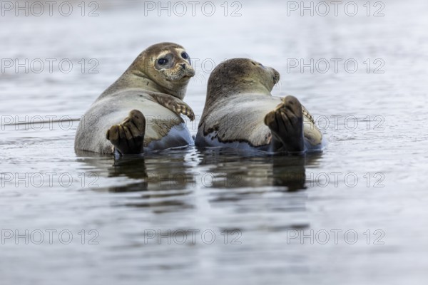Two harbour seals (Phoca vitulina) lying on stones in the water, Mammals (Mammalia), Smeerenburgbreen, Spitsbergen, Svalbard