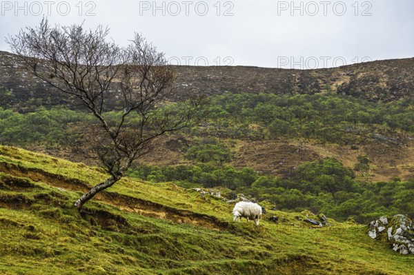 Farms over Loch Slapin, Isle of Skye, Scotland, UK