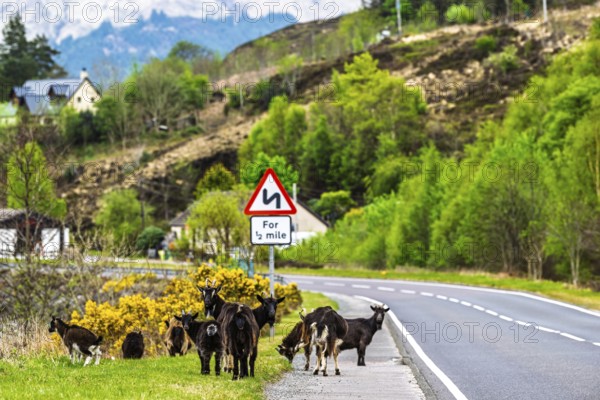 Goats over Invershiel, Loch Duich, Scotland, UK