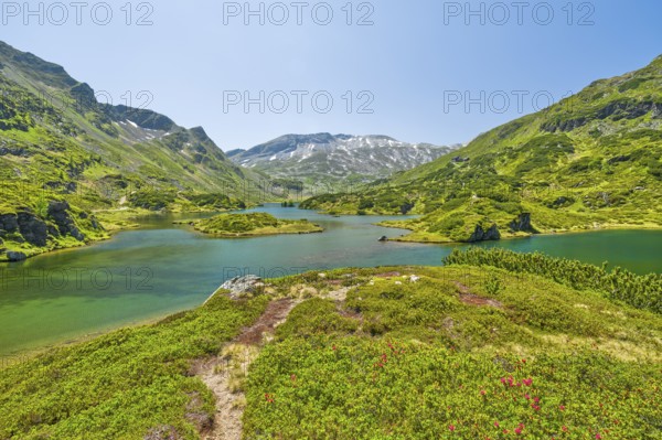 Almrauschblüte am Giglachsee, Giglachsee, Almrausch, mountains, Niedere Tauern, blue sky, Schladming, Styria, Austria