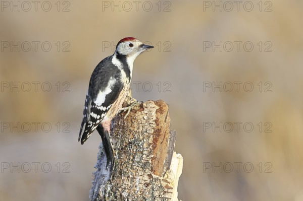 Middle spotted woodpecker (Dendrocopos medius) foraging on the trunk of a grey birch (Betula populifolia), Wilnsdorf, North Rhine-Westphalia, Germany