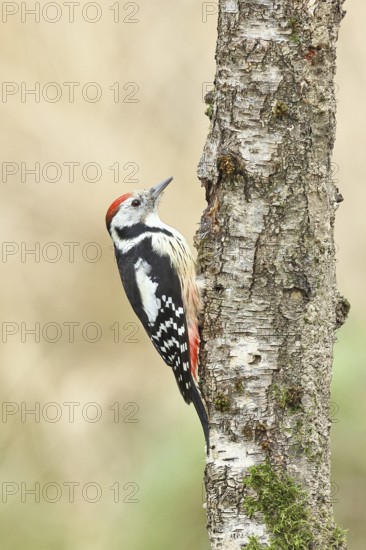 Middle spotted woodpecker (Dendrocopos medius) foraging on the trunk of a grey birch (Betula populifolia), Wilnsdorf, North Rhine-Westphalia, Germany