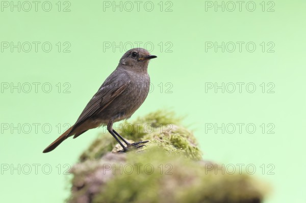 Black redstart (Phoenicurus ochruros), on a moss-covered tree stump in a garden, Wilnsdorf, North Rhine-Westphalia, Germany