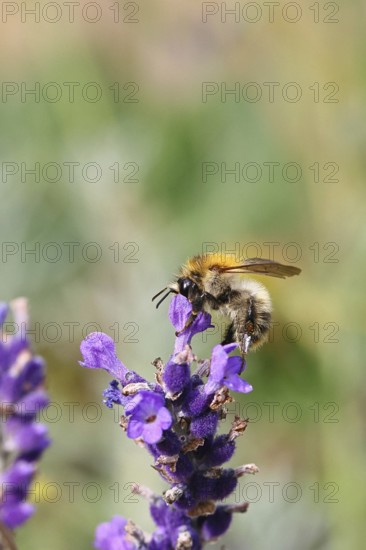 Field bumblebee (Bombus pascuorum), on a lavender flower (Lavandula angustifolia), macro photograph, bokeh in the background, Wilnsdorf, North Rhine-Westphalia, Germany