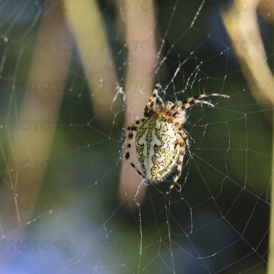 Aculepeira ceropegia, (Araneus ceropegia), macro photograph, spider, arachnid, Wilnsdorf, North Rhine-Westphalia, Germany