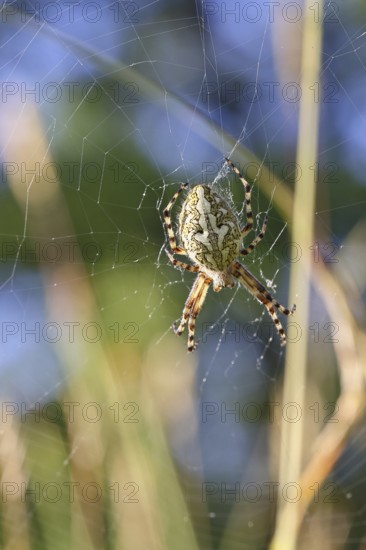 Aculepeira ceropegia, (Araneus ceropegia), macro photograph, spider, arachnid, Wilnsdorf, North Rhine-Westphalia, Germany