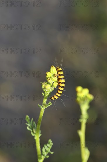 St. James's wort bear or blood bear (Tyria jacobaeae), butterfly caterpillar, moth, family Arctiidae, caterpillar, feeding on St. James's wort (Senecio jacobaea), close-up with bokeh in the background, Wilnsdorf, North Rhine-Westphalia, Germany