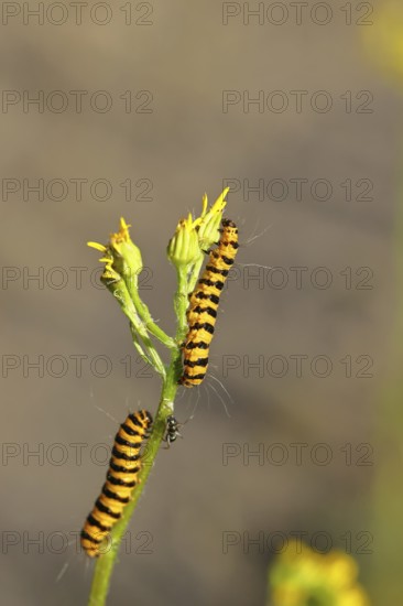 St. Jacob's weed bear or blood bear (Tyria jacobaeae), butterfly caterpillar, moth, family Arctiidae, caterpillar, feeding on St. Jacob's weed (Senecio jacobaea), close-up, Wilnsdorf, North Rhine-Westphalia, Germany