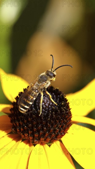 Yellow-banded furrow bee (Halictus scabiosae), on yellow coneflower (Echinacea paradoxa), macro photograph, Wilnsdorf, North Rhine-Westphalia, Germany