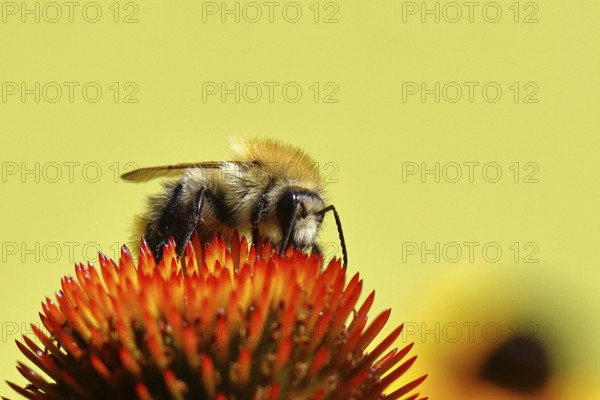 Field bumblebee (Bombus pascuorum), collecting nectar on a purple coneflower (Echinacea purpurea), close-up, Wilnsdorf, North Rhine-Westphalia, Germany