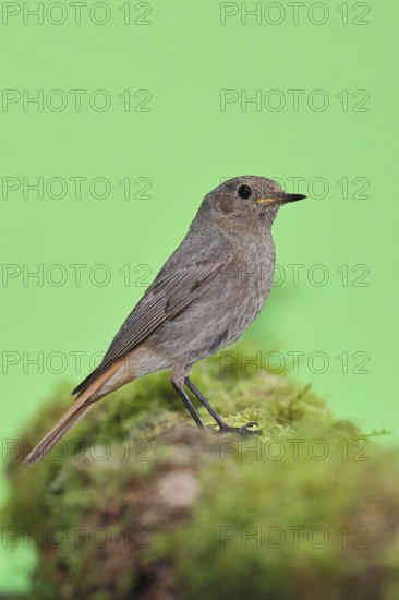 Black redstart (Phoenicurus ochruros), on a moss-covered tree stump in a garden, Wilnsdorf, North Rhine-Westphalia, Germany