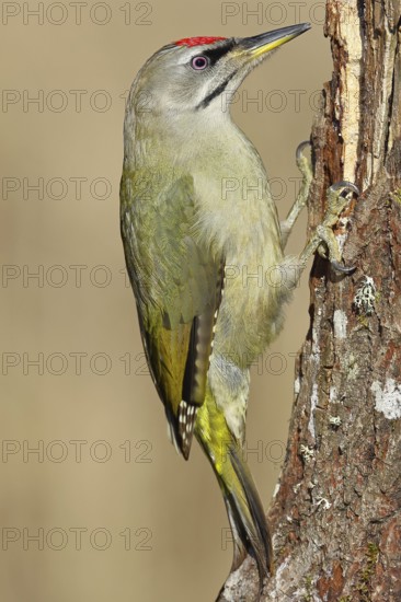 Grey-headed woodpecker (Picus canus), male sitting on a tree stump overgrown with moss and lichen, Wildlife, Woodpeckers, Birds, Nature photography, Wilnsdorf, North Rhine-Westphalia, Germany