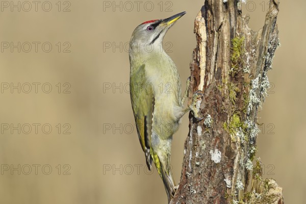 Grey-headed woodpecker (Picus canus), male sitting on a tree stump overgrown with moss and lichen, Wildlife, Woodpeckers, Birds, Nature photography, Wilnsdorf, North Rhine-Westphalia, Germany