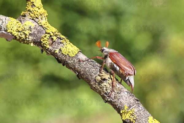 May beetle, wood cockchafer (Melolontha hippocastani), male, on a branch overgrown with lichen, close-up, Wilnsdorf, North Rhine-Westphalia, Germany