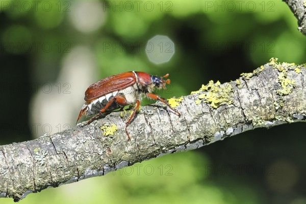 May beetle, wood cockchafer (Melolontha hippocastani), female, on a branch covered with lichen, close-up, Wilnsdorf, North Rhine-Westphalia, Germany