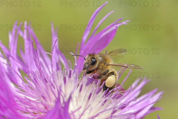 European honeybee (Apis mellifera), with pollen pollen, collecting nectar from a flower of the meadow knapweed or common knapweed (Centaurea jacea), macro photograph, Wilnsdorf, North Rhine-Westphalia, Germany