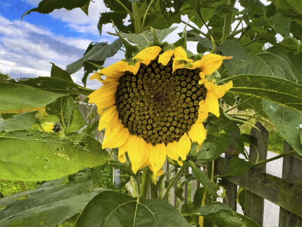 Large flower of sunflower (Helianthus annuus) on the garden fence produces seeds, International