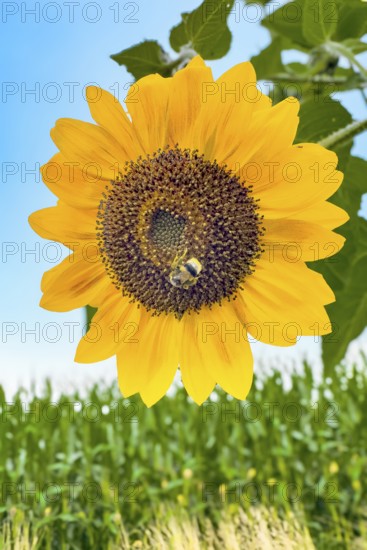 Bumblebee (Bombus) sits in flower of sunflower (Helianthus annuus) collects pollen and nectar has pollen on its body for pollination, International