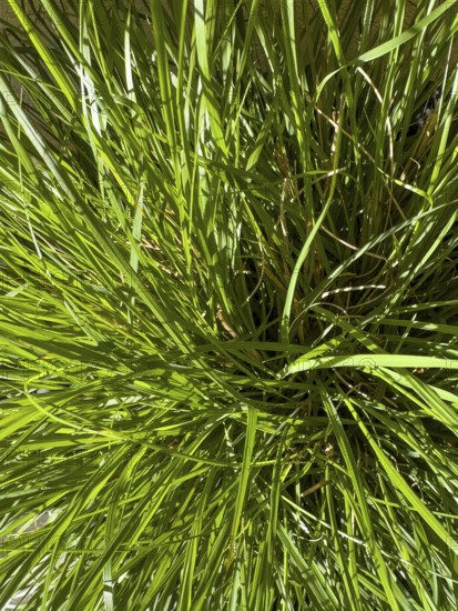 Close-up of green ornamental grass in flower pot, international