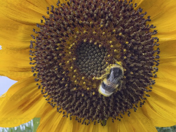 Bumblebee (Bombus) sits in flower of sunflower (Helianthus annuus) collects pollen and nectar has pollen on its body for pollination, International
