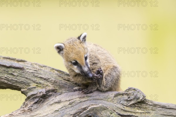 South American coati (Nasua nasua) youngster klimbing a little tree, captive, Zoo Augsburg