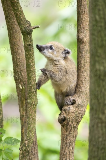 South American coati (Nasua nasua) youngster klimbing a little tree, captive, Zoo Augsburg