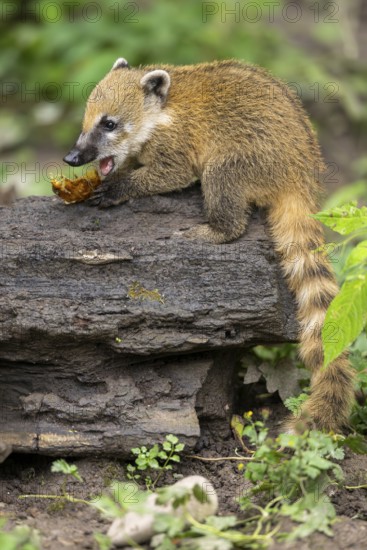 South American coati (Nasua nasua) youngster on an old tree trunk, captive, Zoo Augsburg
