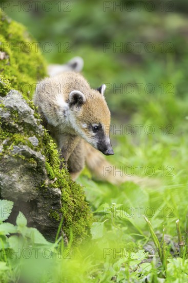 South American coati (Nasua nasua) youngster on a mossy rock, captive, Zoo Augsburg