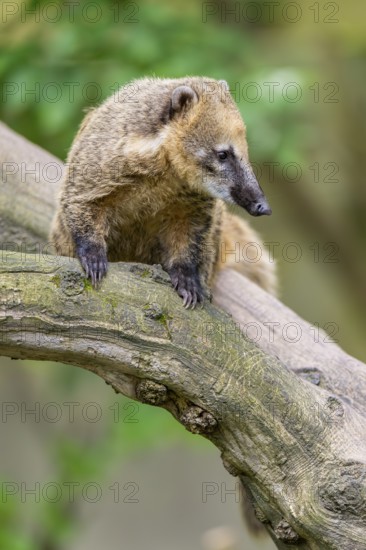 South American coati (Nasua nasua) on an old tree trunk, captive, Zoo Augsburg