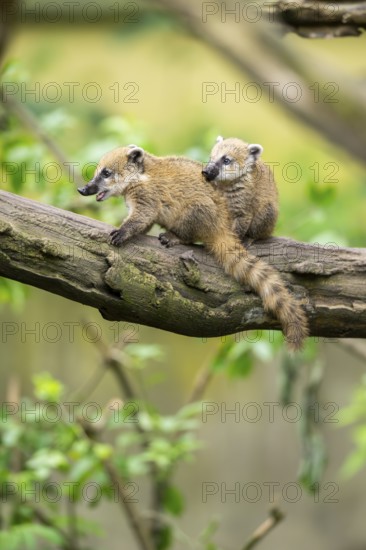 South American coati (Nasua nasua) youngsters on an old tree trunk, captive, Zoo Augsburg