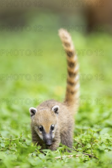 South American coati (Nasua nasua) youngster walking on the ground, captive, Zoo Augsburg