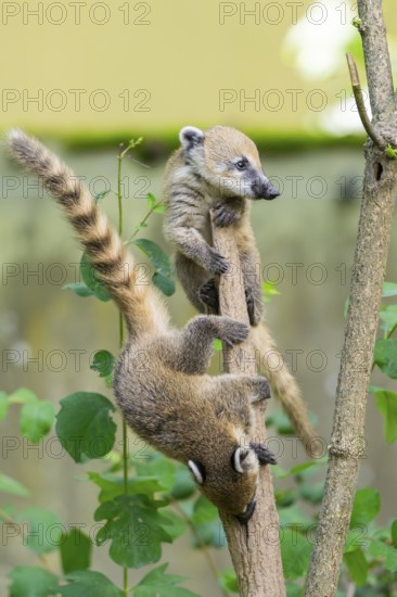 South American coati (Nasua nasua) youngsters klimbing in a tree, captive, Zoo Augsburg