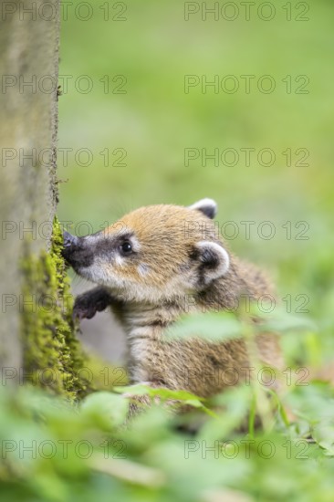 South American coati (Nasua nasua) youngster on the ground, captive, Zoo Augsburg
