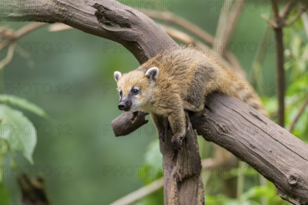 South American coati (Nasua nasua) youngster klimbing a little tree, captive, Zoo Augsburg