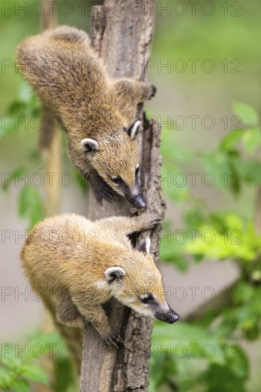 South American coati (Nasua nasua) youngsters klimbing in a tree, captive, Zoo Augsburg