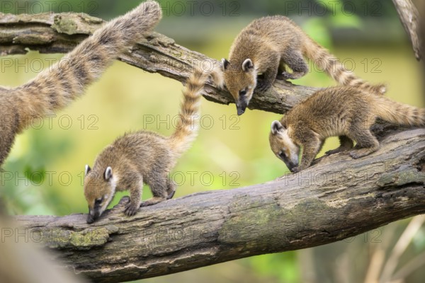 South American coati (Nasua nasua) youngsters on an old tree trunk, captive, Zoo Augsburg