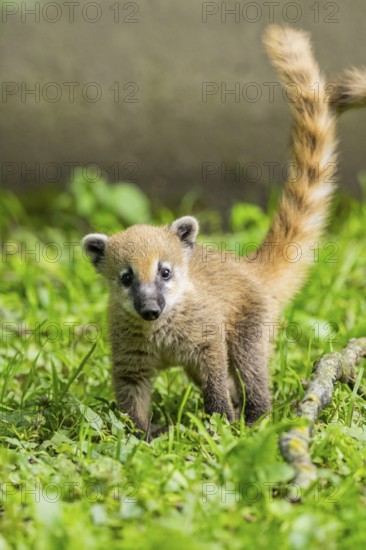 South American coati (Nasua nasua) youngster standing on the ground, captive, Zoo Augsburg