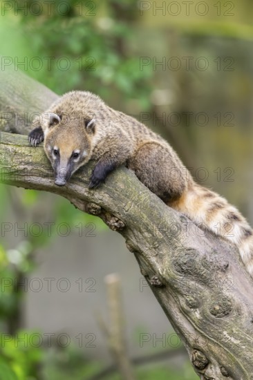 South American coati (Nasua nasua) on an old tree trunk, captive, Zoo Augsburg