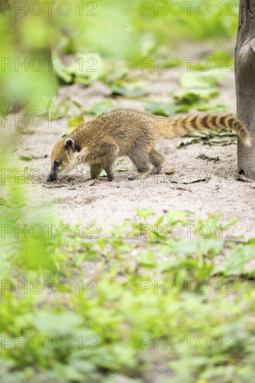 South American coati (Nasua nasua) youngster walking on the ground, captive, Zoo Augsburg