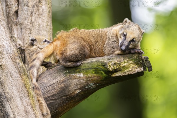 South American coati (Nasua nasua) mother with its youngster on an old tree trunk, captive, Zoo Augsburg