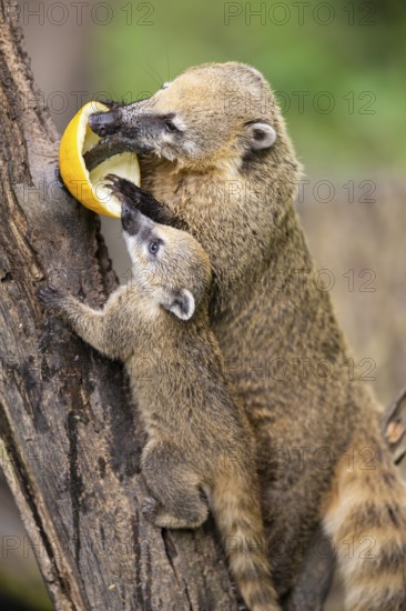 South American coati (Nasua nasua) mother with its youngster on an old tree trunk, captive, Zoo Augsburg